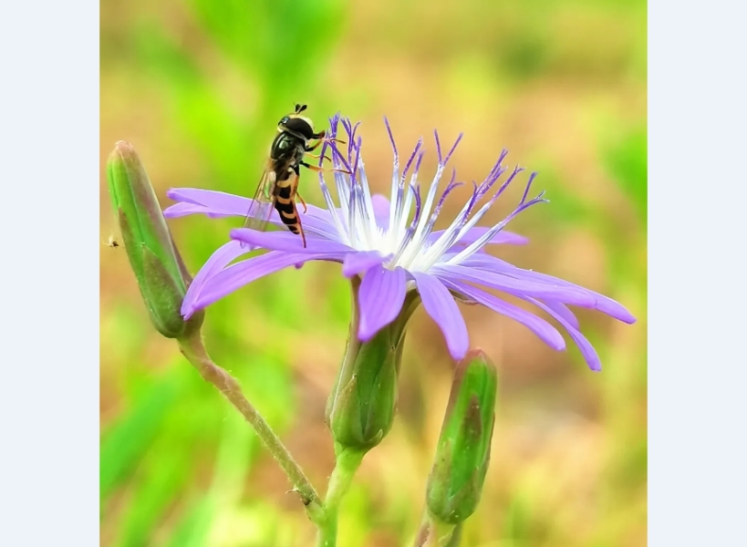 高平《为花而来》