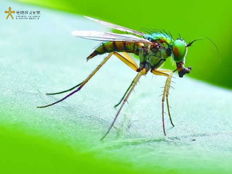 李仁昌《天外来客》