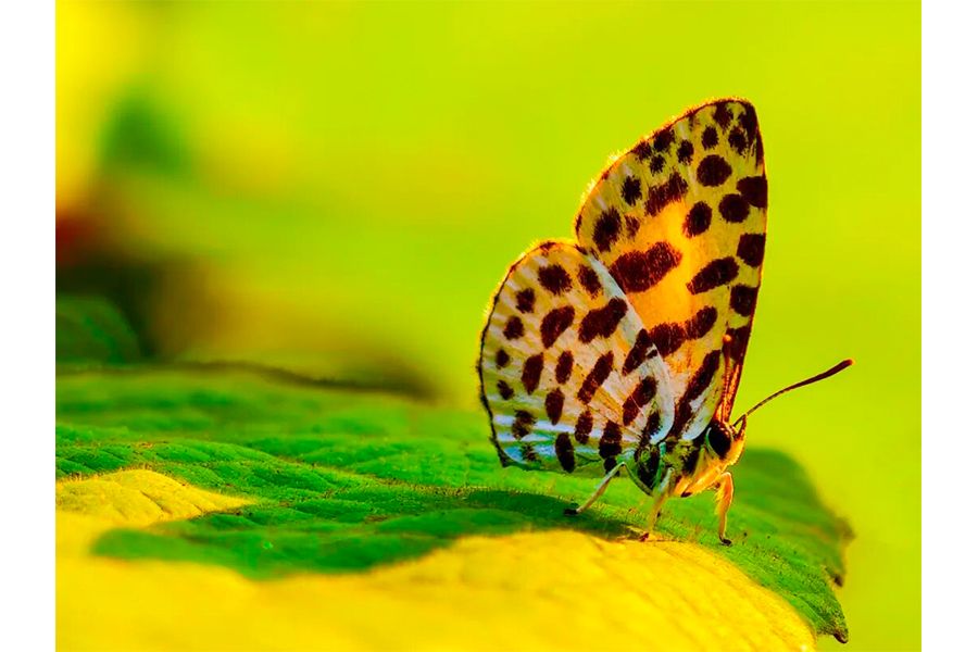 李仁昌《日光浴》
